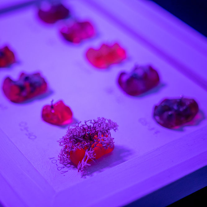 Dominika-Marton-The-museum-of-extinct-foods_MKE-kitchen-0096_cover