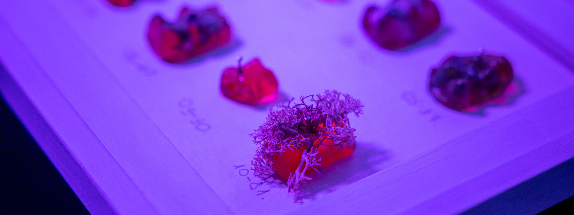 Marton_Dominika_Museum_of_Extinct_Foods_2021_installation_main_01